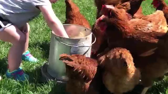 Our Daughter Feeds the Chickens