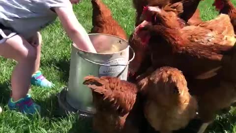 Our Daughter Feeds the Chickens