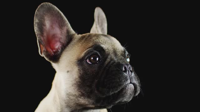 Dog 🐕
