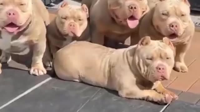 Pitbull dog Caught DancingYorkie introduces her puppies to ferret best friends