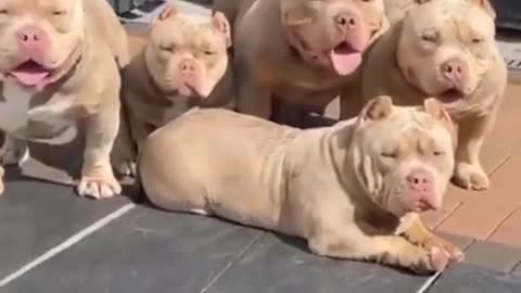 Pitbull dog Caught DancingYorkie introduces her puppies to ferret best friends