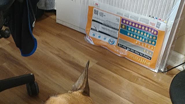 Itsa likes begging from momma.