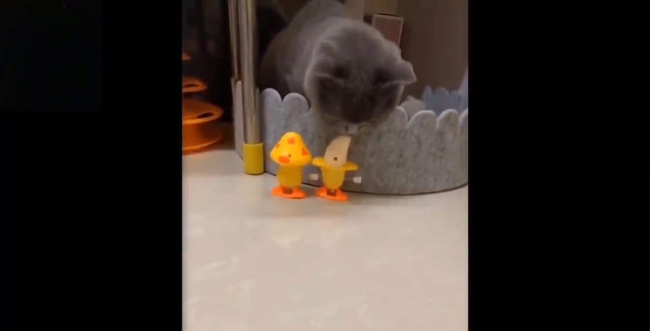 Cute and Funny Pets Compilation Caught in Video Second Part