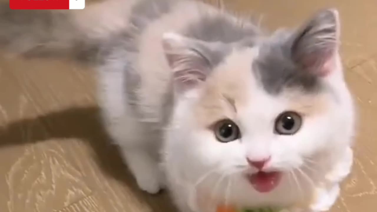 Cat video❤️😘| Cat Meowing🥰