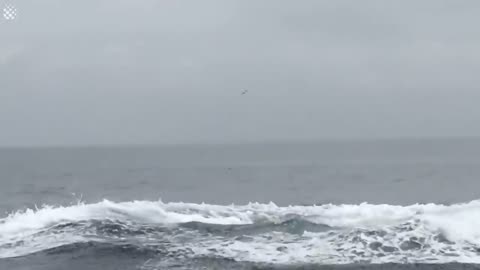 Giant Whale Jumps Out Of Nowhere - Incredibly Close Whale Encounters!