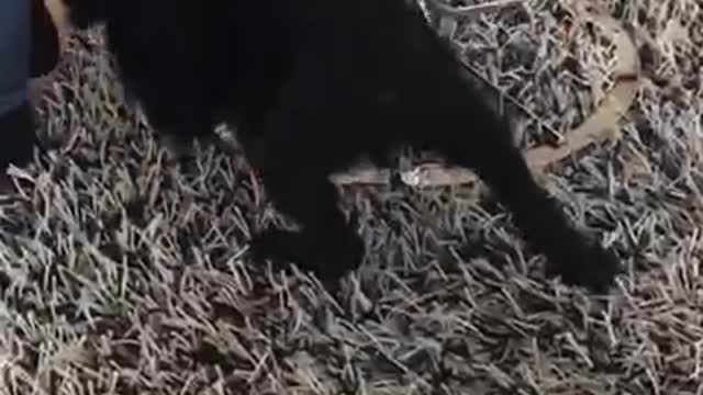 Black dog biting owners jeans and moving in circles