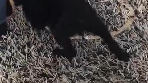 Black dog biting owners jeans and moving in circles