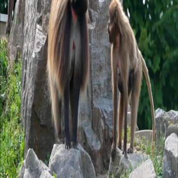 Primate evolution, primate monkey specie #shorts