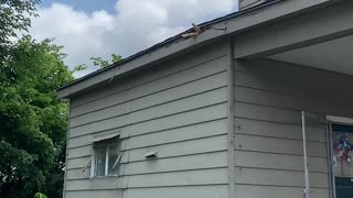 Wild Kitty Naps under Rooftop