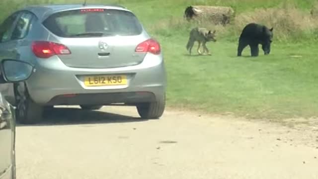 Wolf's attacks a bear real life Must watch