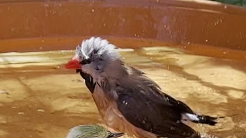 longtailed finch and senegal white-eye