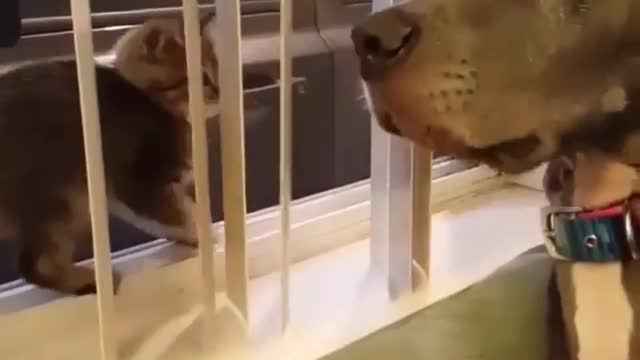 A big dog afraid of cats