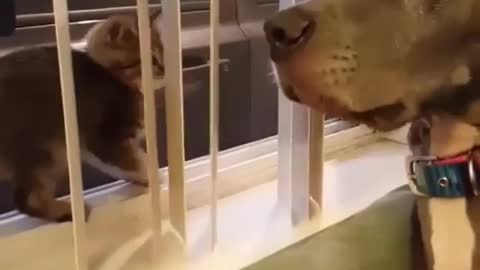 A big dog afraid of cats