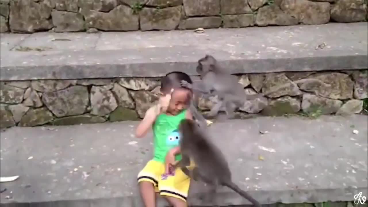 Try Not To Laugh Watching Funny Animals Compilation _ Funniest Animals Vines