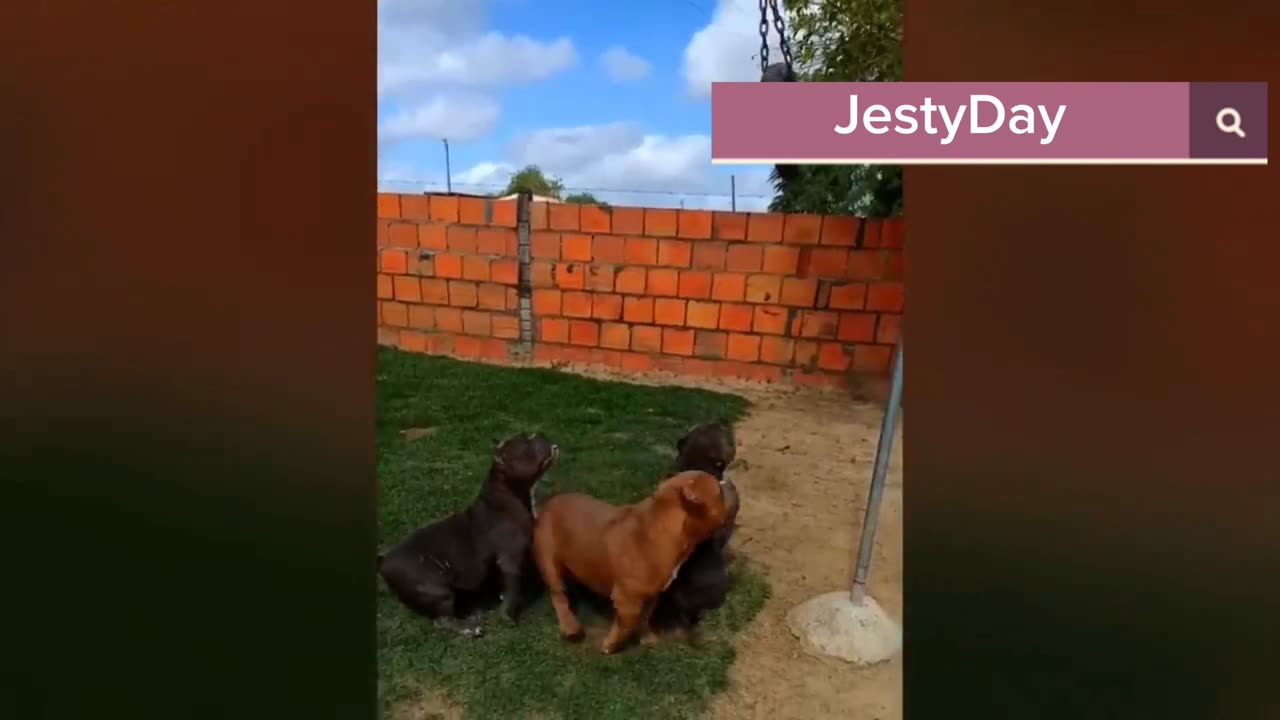 Funny Dog