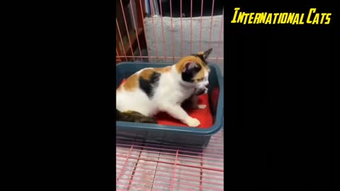 FUNNY CATS 2022 - Cat Videos Compilation - Do