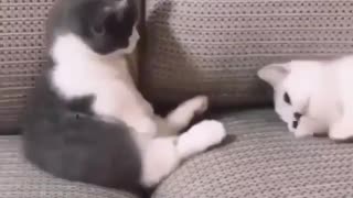 Funny and Cute Cats Videos #109 │ Gadis Sekarwangi