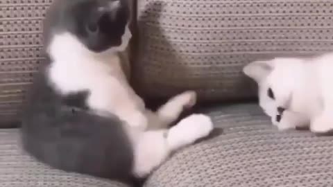 Funny and Cute Cats Videos #109 │ Gadis Sekarwangi