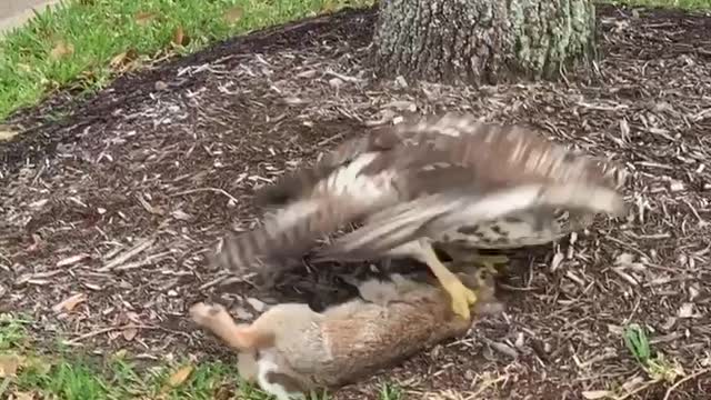 Rabbit Too Heavy for Hawk to Carry