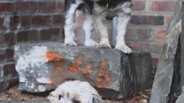 A Dog Sitting on the Concrete Floor