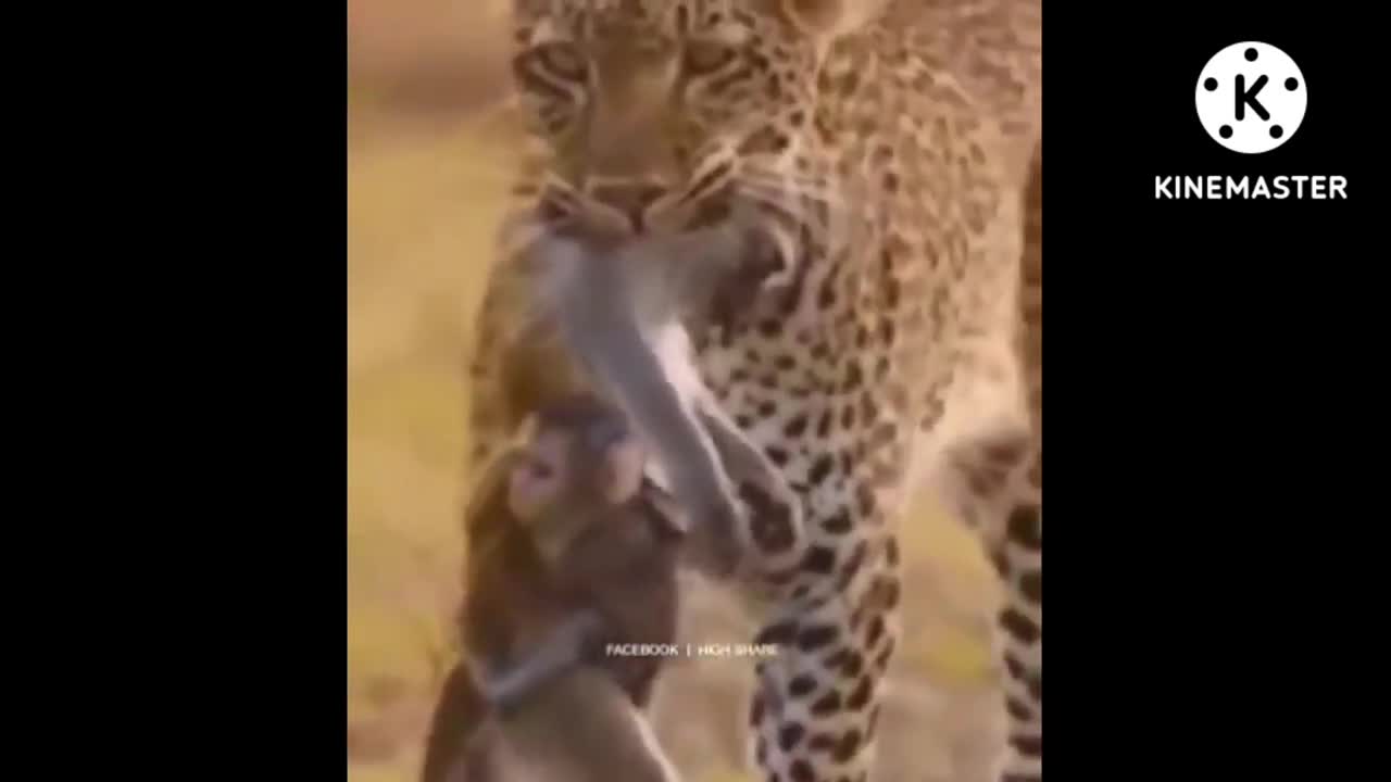 mother monkey gets eaten by a leopard while holding a baby trending animals part 5