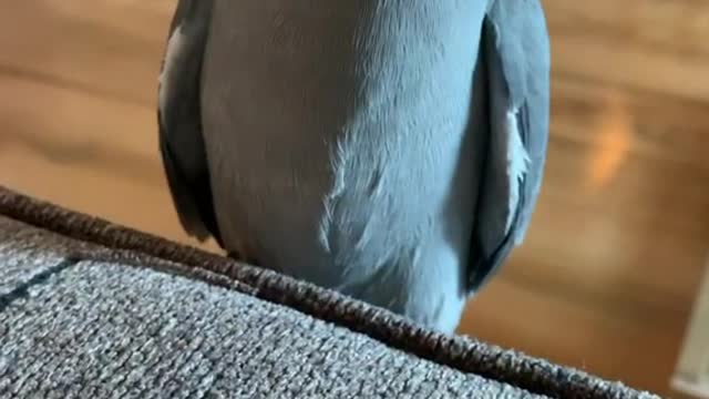 Funny parrot video- angry bird edition- Indian Ringneck Parrot- hooman give me some