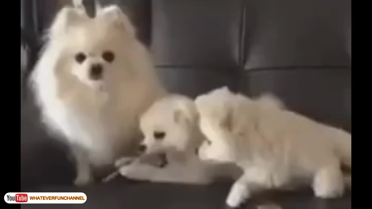 funny and cute adorable puppies