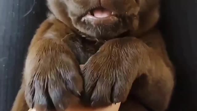 Cute baby chocolate lab getting cuddles