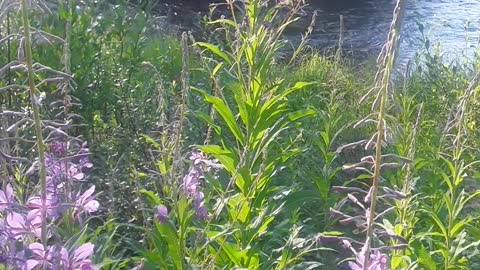 For my Pakistani children. Love from Alaska, Cambell Creek River