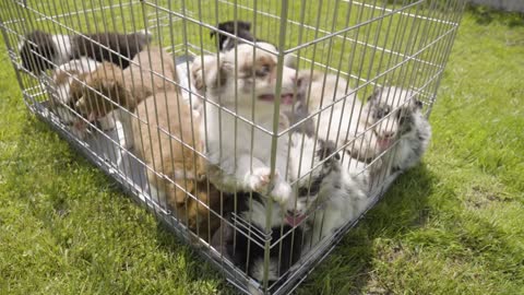 A group of cute happy puppies climb over each other and look curiousl