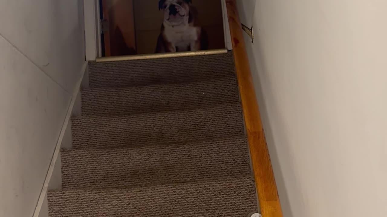 English Bulldog Brisket Wants Donuts