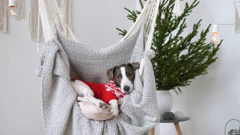 Tired doggy in red sweater waiting for New Year dinner party guests in hanging chair