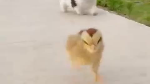 Funny Animal Videos - Awesome Funny Pet Animals | Cute Animals | Super Funny Dog Videos