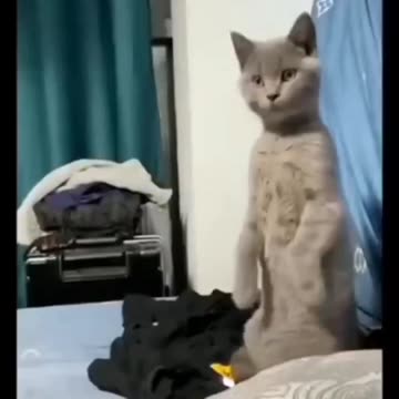 #funny #cat #dog #monkey #video 😂🤣😂 #funnyanimals scene