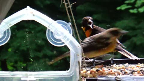 Orioles