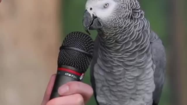 TALKING PARROT FUNNY