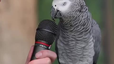 TALKING PARROT FUNNY