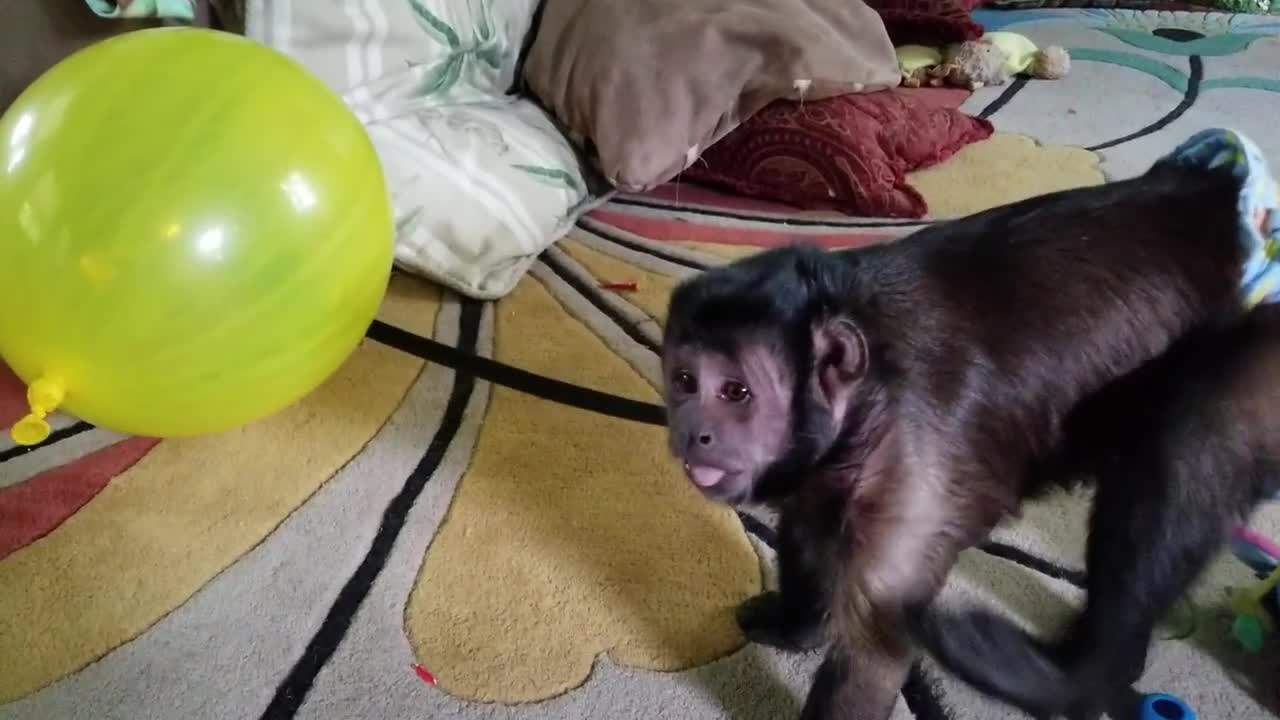 Monkey Finds a HUGE Balloon to Play With. He is so excited because he loves balloons