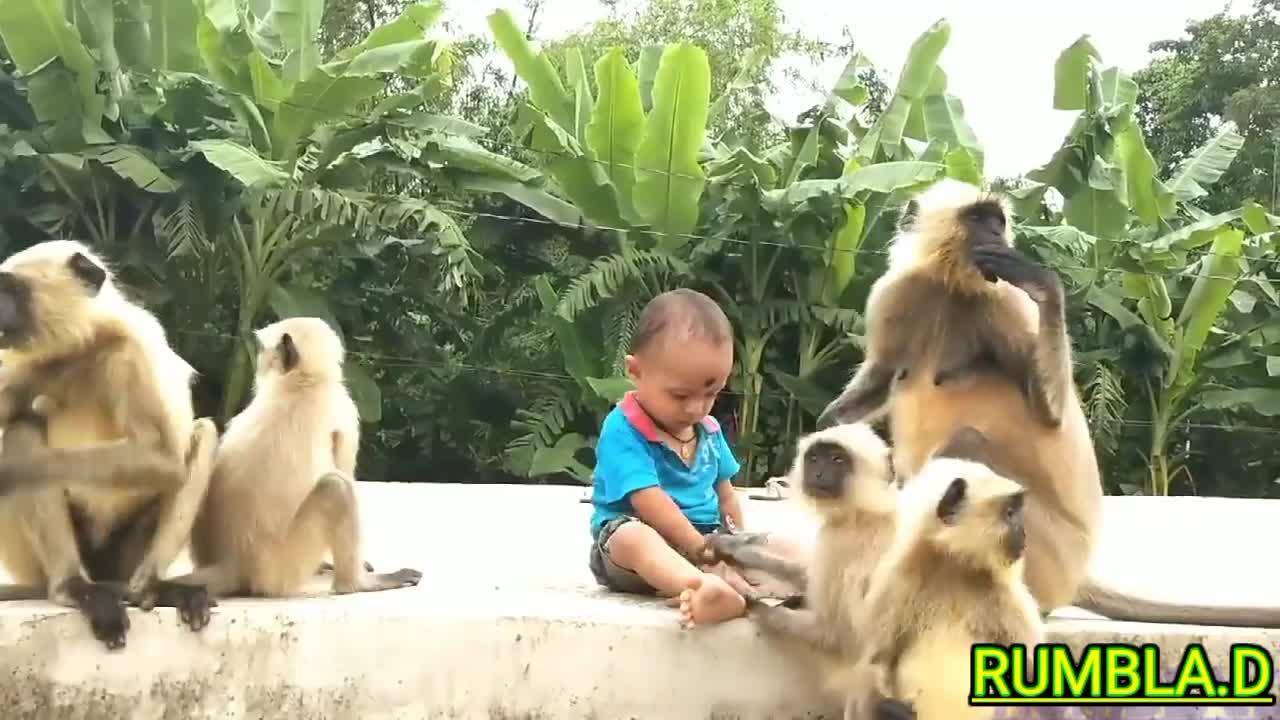 This child likes to live between the flock of langoors