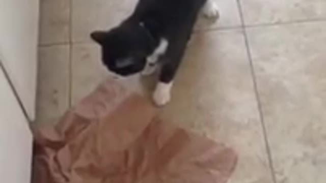 Black white cat hits cupboard