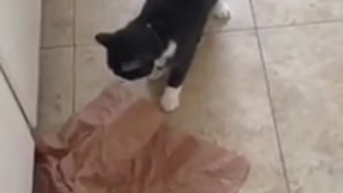 Black white cat hits cupboard