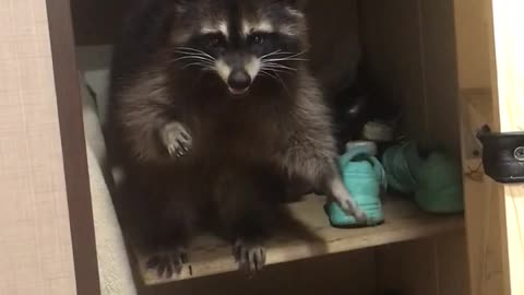 Russian Raccoon Needs Rescuing