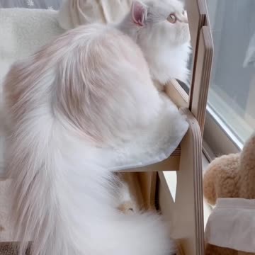 Cute Cat Video And Kittecat Video