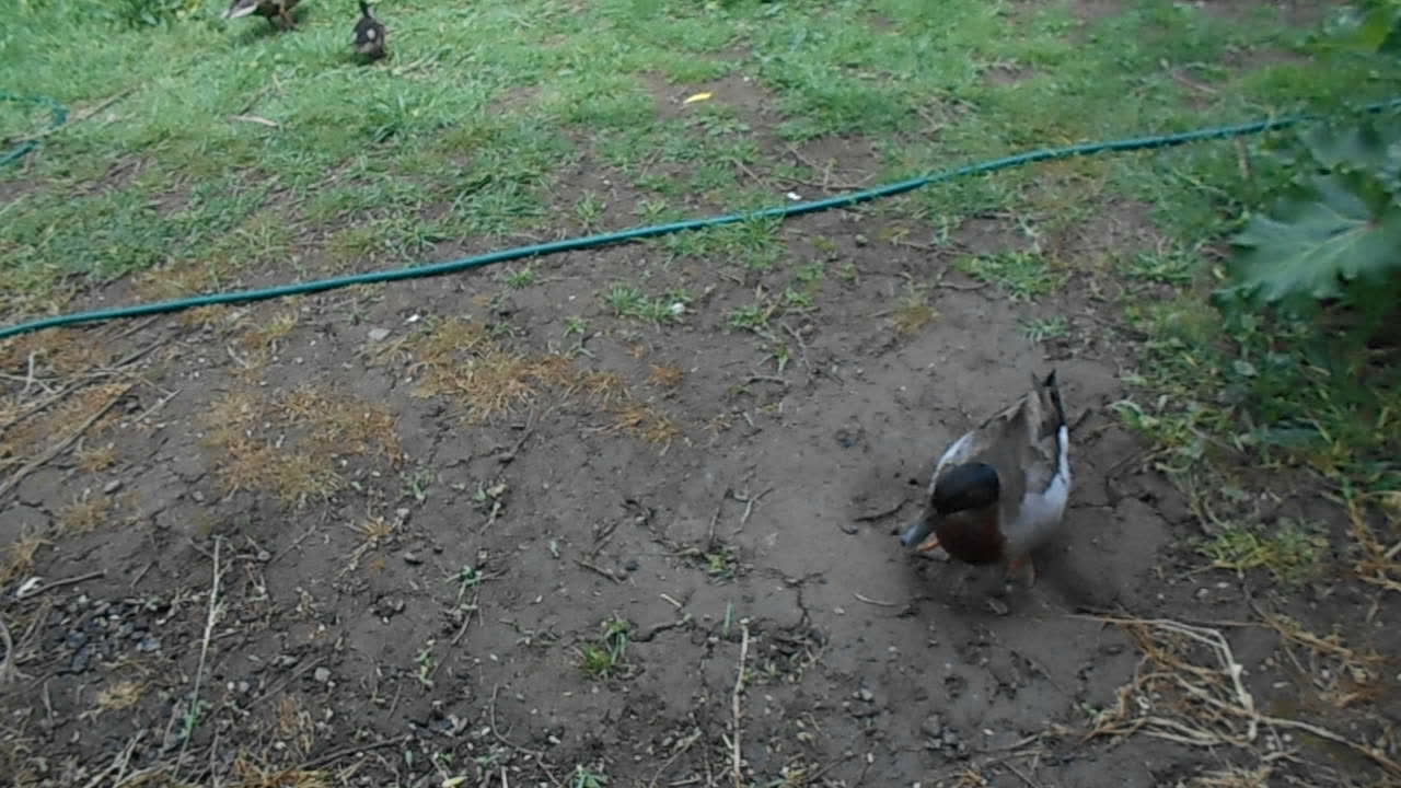 Please pray for Hoppy, our one-legged duck...