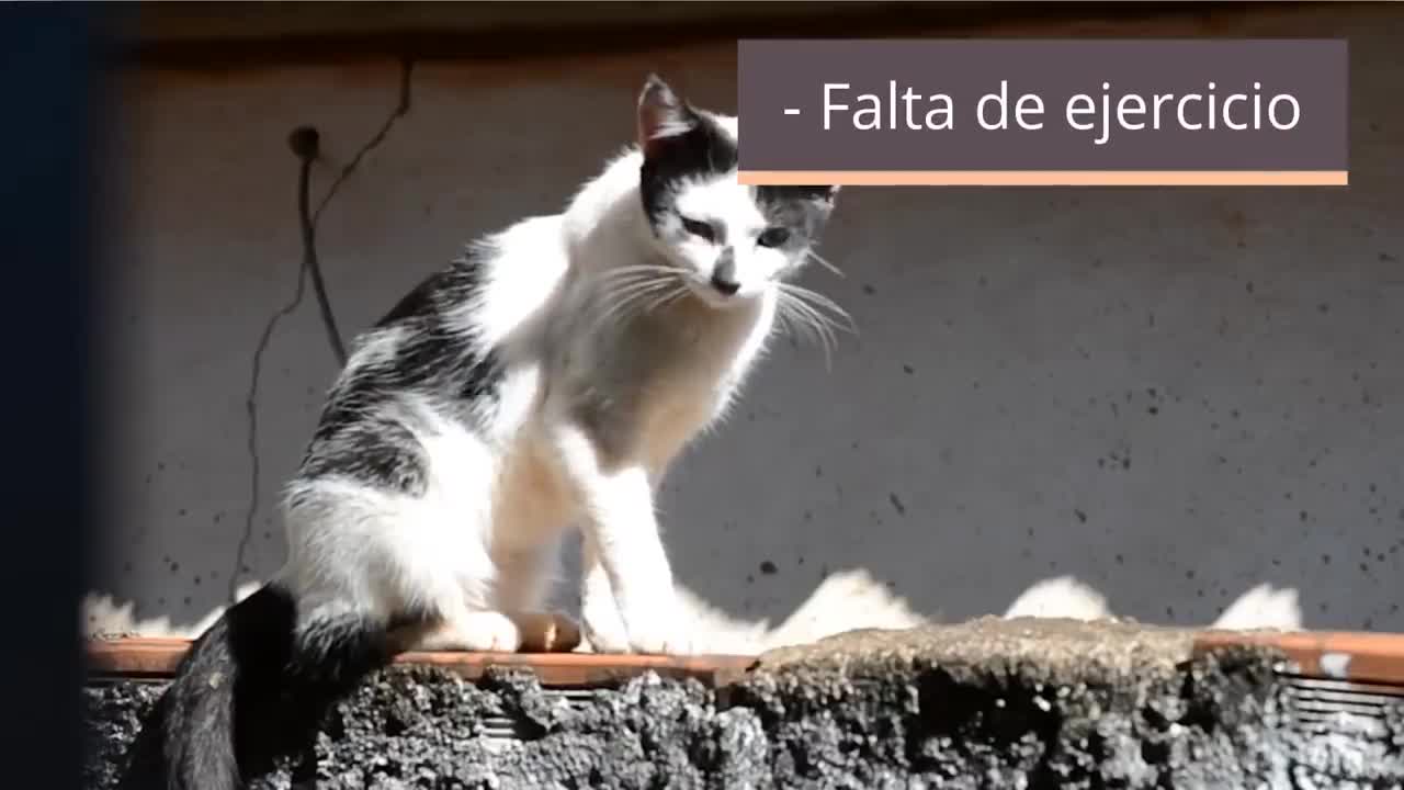 Cómo REGAÑAR A UN GATO !