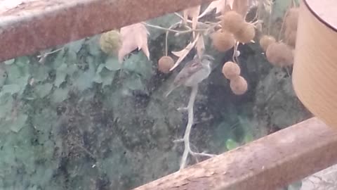 Flora y fauna en la ciudad