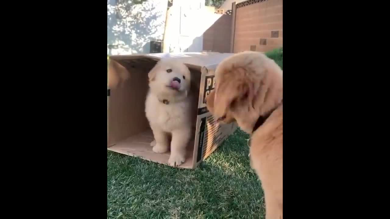 😂😂😂if you laugh you lose 🤣🤣🤣impossible level ❗❗❗❗❗ funny puppies🐶🐶🐶