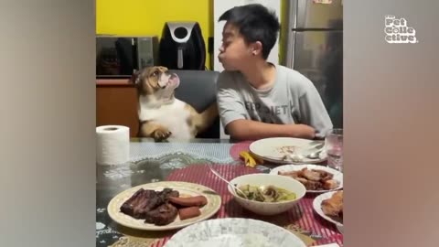 bird plays peek-a-boo with cat