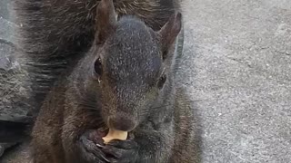 Cashew eating Squirrel