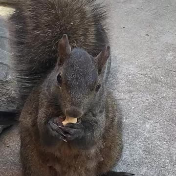 Cashew eating Squirrel